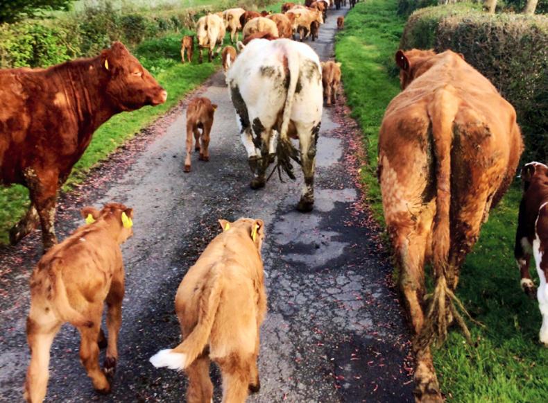 Charlie's Corner: a record lamb crop