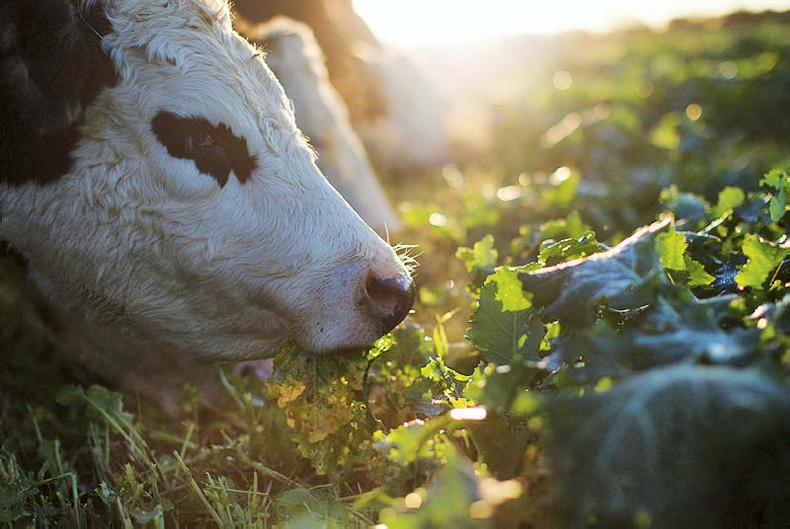 Celebrating 20 years of certified Irish Hereford Prime
 