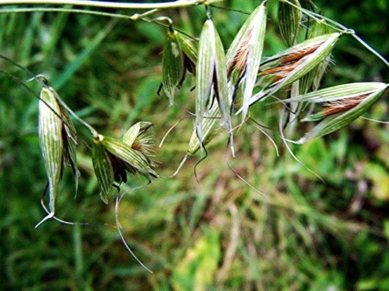 The growing problem of grass weeds