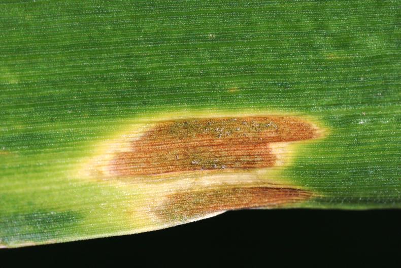 The growing disease resistance problem in wheat