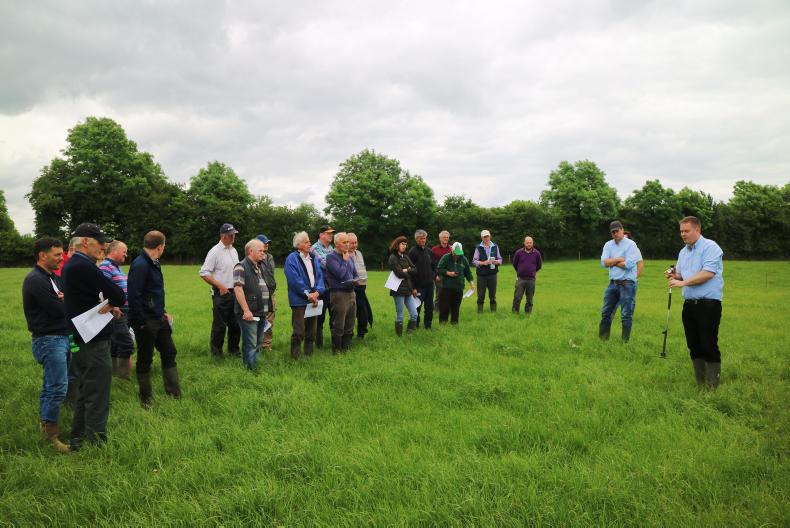 Peak growth presenting quality challenges for sheep swards