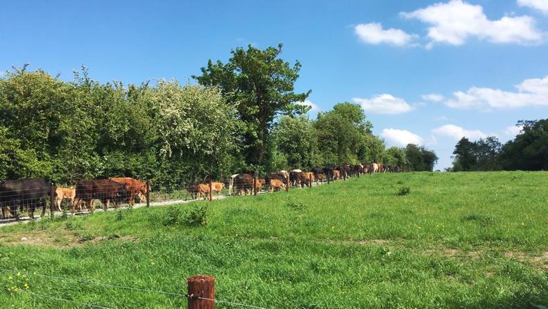 In pictures: silage delays on Tullamore Farm