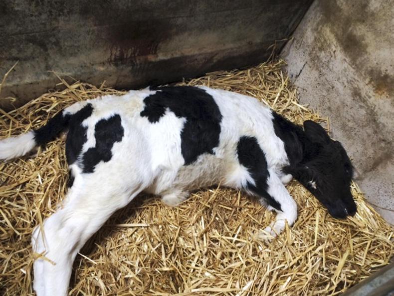 Water belly and deformed limbs lead calf defects