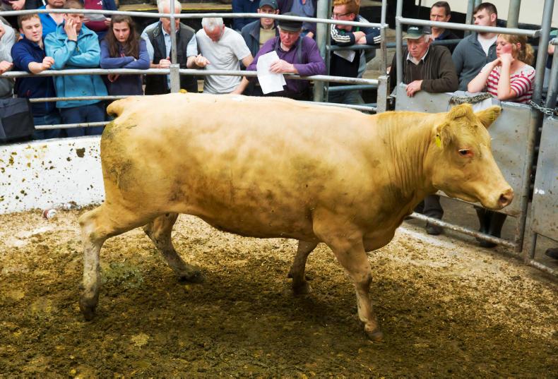 Strong farmer demand sees cow and calf units average €2,100 at Tullow mart