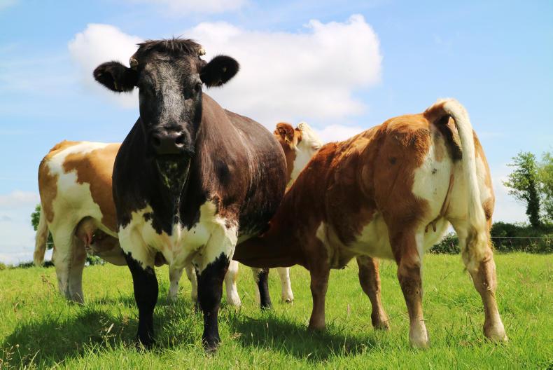 BETTER farm beef programme: who was the best at calving?  
