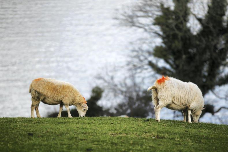 Farmer left with broken jaw in row over straying sheep
