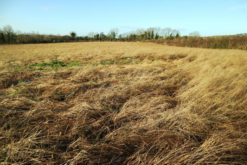 Bird cover awash with rats with Cork accents 