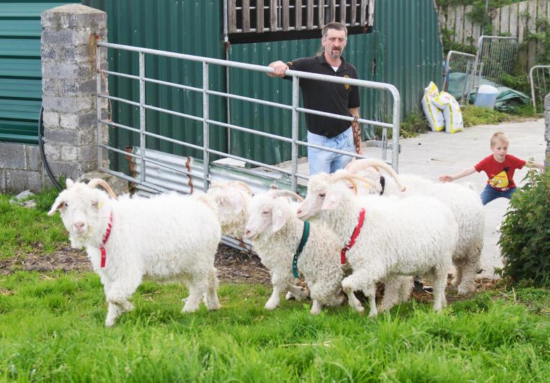 My farming week: James Vance, Ballintra, Co Donegal