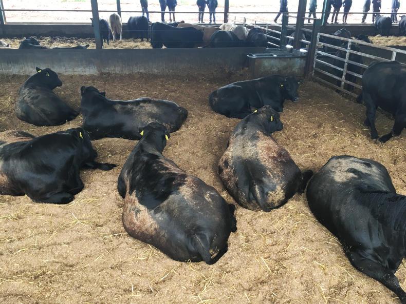 Traditional cattle with a twist in Scotland