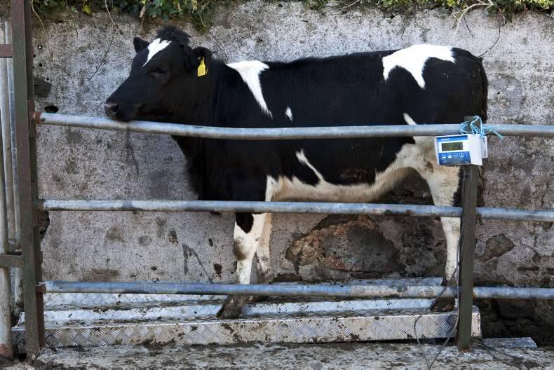 Dairylink Ireland: heifer rearing in Millisle, Co Down