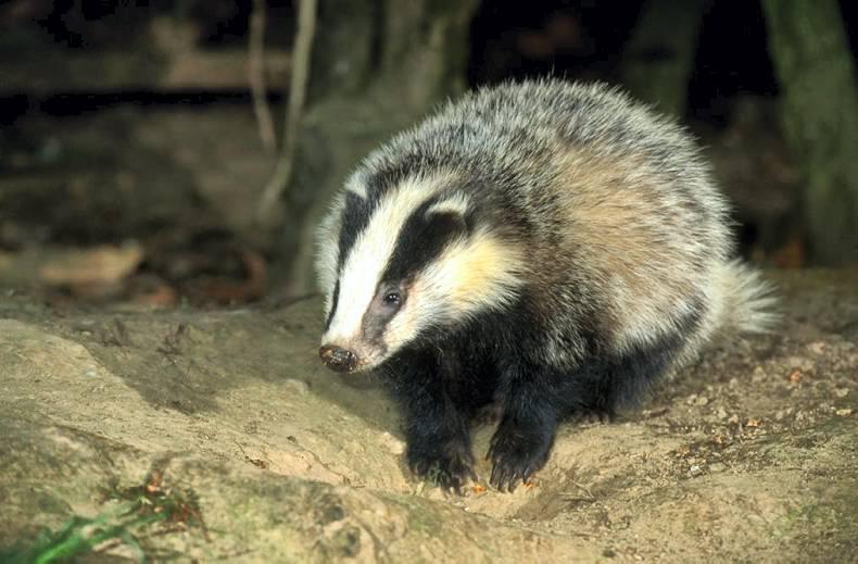 TB-infected badgers to be culled at farm level in Wales