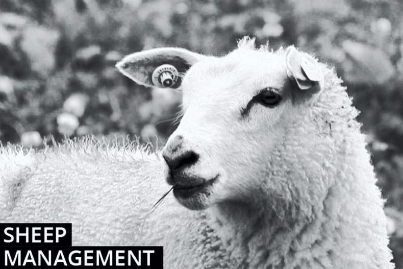 Sheep management: lamb castration