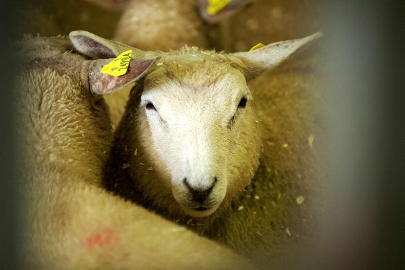 Stolen lambs returned to Donegal farm