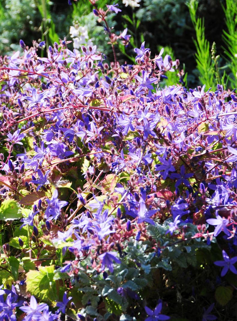 Carpeting bellflower                             