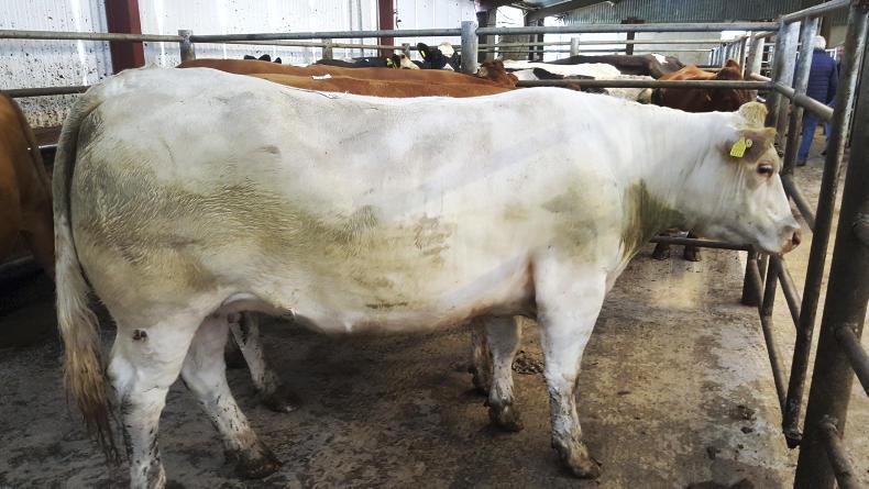 In Pictures: Forward cattle of all classes remained in demand at Gortatlea Mart