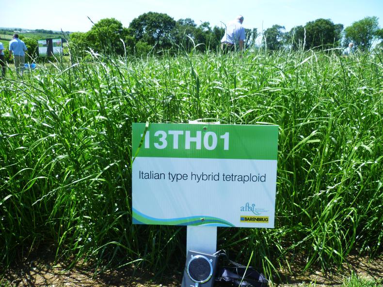 Big yield boost from Italian and hybrid grass