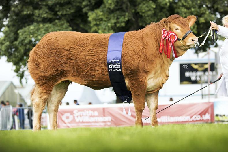 Limousin triumphs at  Highland Show