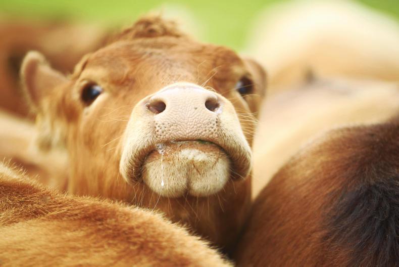 €25,000 worth of cattle stolen in Cavan