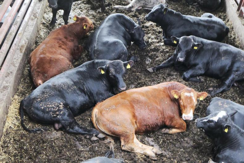 Beef management: mid season management of breeding bulls