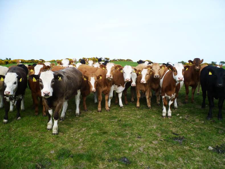 Most cattle queries resolved pre-slaughter