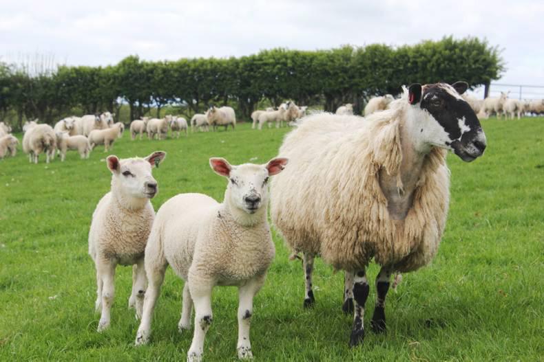 NI farmer resistance to lamb price cut