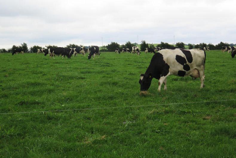 In pictures: dairy expansion lessons on farm walk