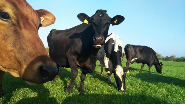 Greenfield update: spike in somatic cell count