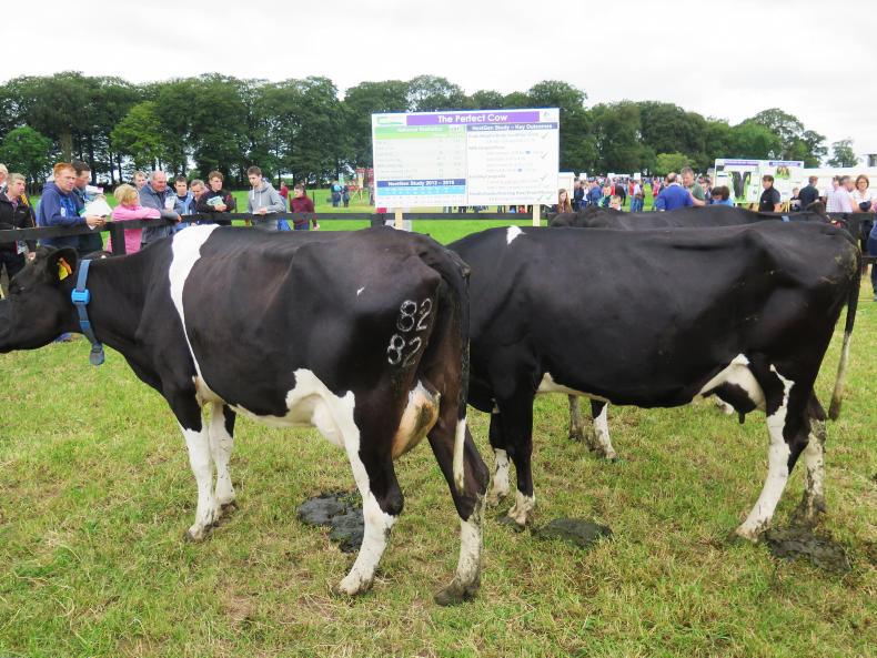 Farmer Writes: the bobby calf-shaped problem at Moorepark