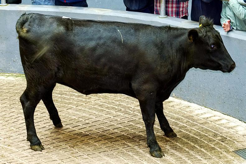 Angus and Hereford trade still  firm at Fermoy Mart