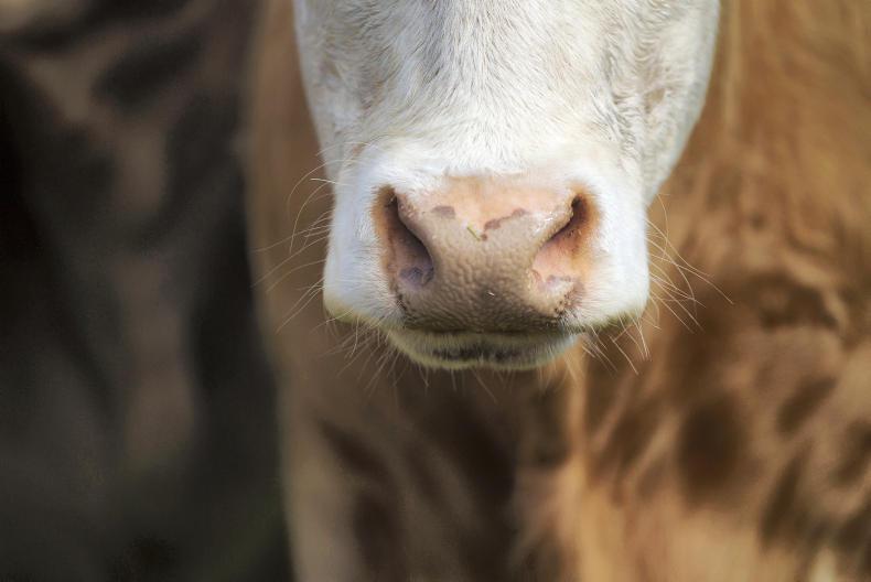 Dramatic rise in lungworm in May and June