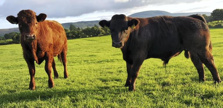 Farmer writes: Moorepark positivity needed in beef farming