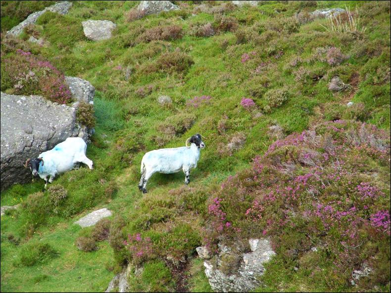 Economic returns of upland grazing