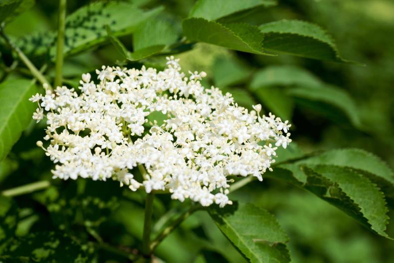 GIY: Foraging for elderflower for homemade cordial and champagne
