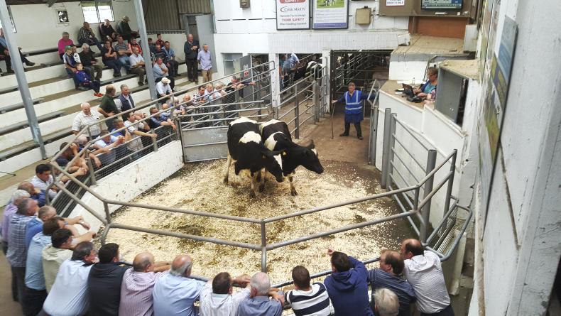 Settled numbers and steady trade at Bandon Mart