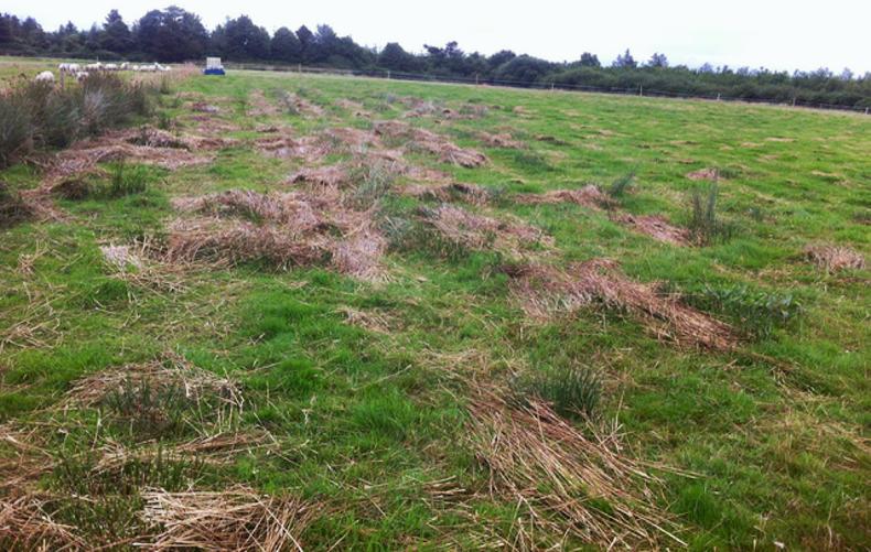 Farmer Writes: settling into the routine of it all