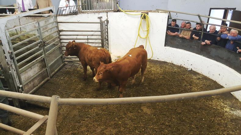 Cattle prices on par with last year's autumn-born weanling sale at Castleisland 