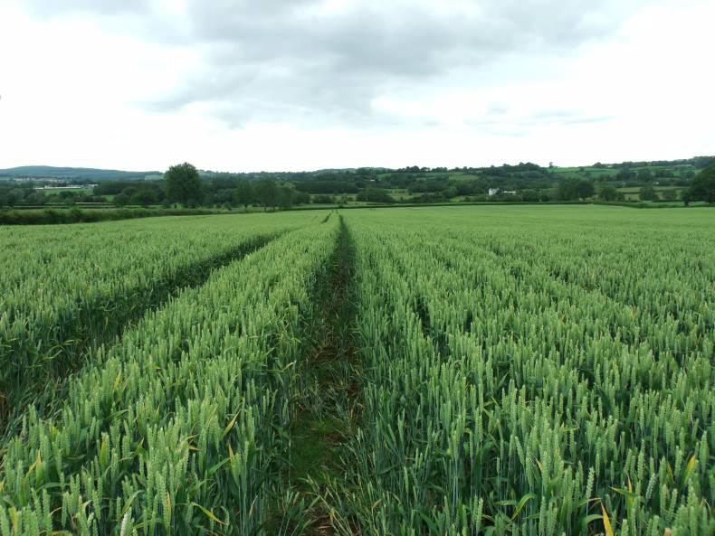 AHDB report outlines effect of WTO rules 