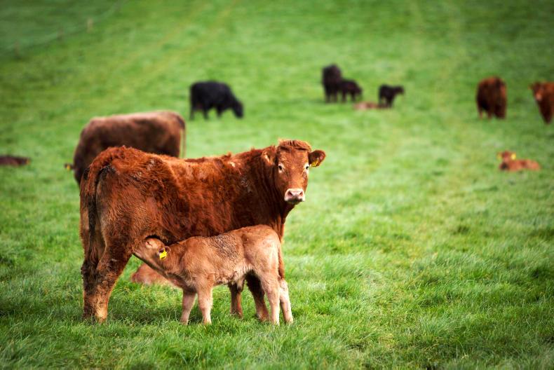Suckler herd shrinks as dairy grows 