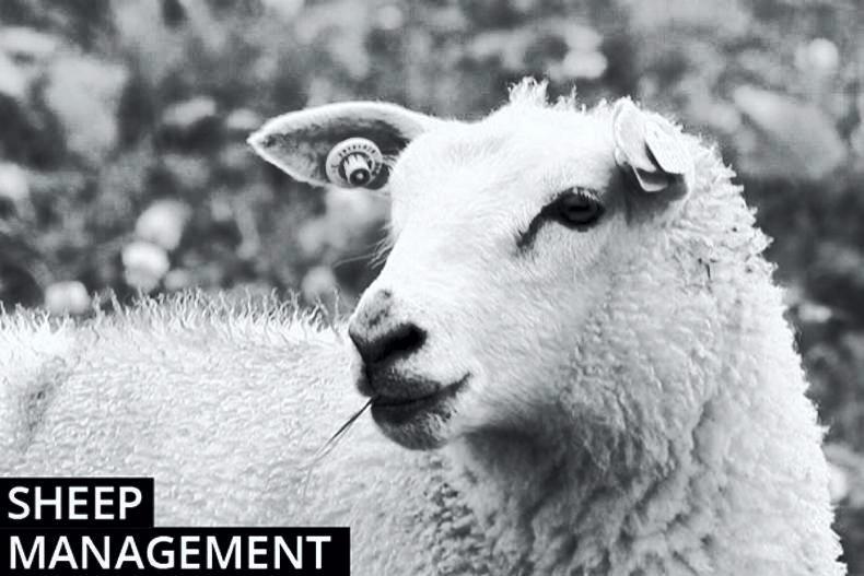 Sheep management: grants for grass measuring equipment