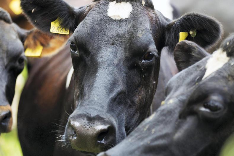 Kerry increases milk price by 1c/l              