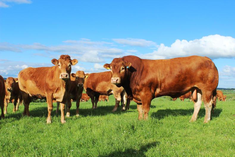 Top 10 AI sires used in 2017 - FR2385, KYA and ZAG top the tables