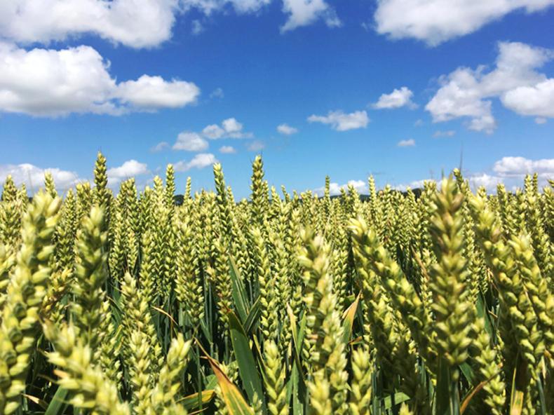 Things look good in the fields in Donegal 