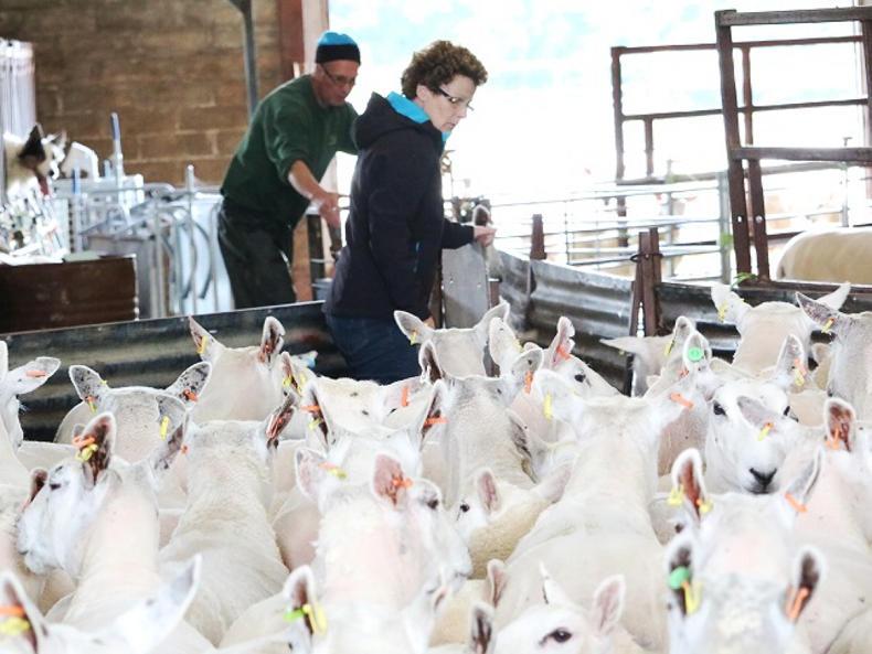 In pictures: sunshine, shearing and silage at Ardhuncart