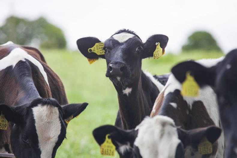 6,600 cows shipped from New Zealand to China