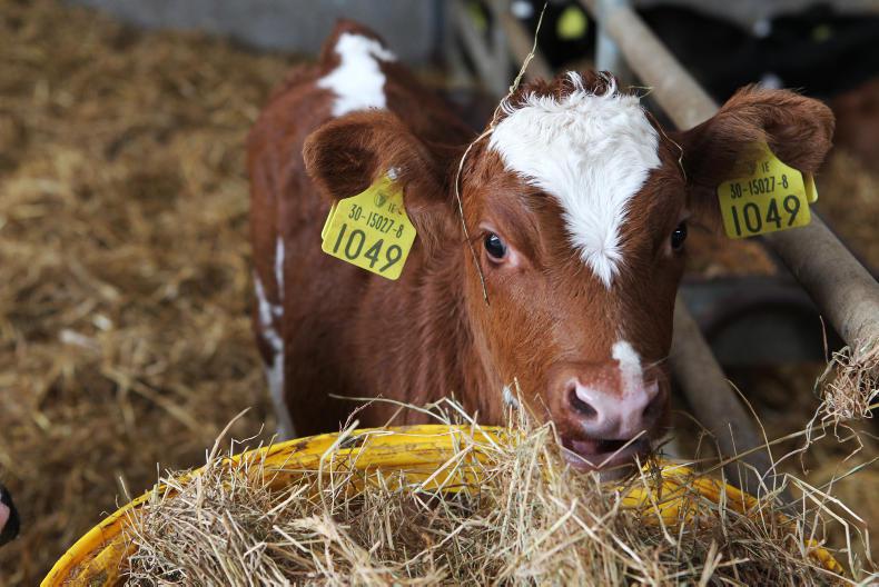 Genetic cattle defects costing farmers €1.7m per year