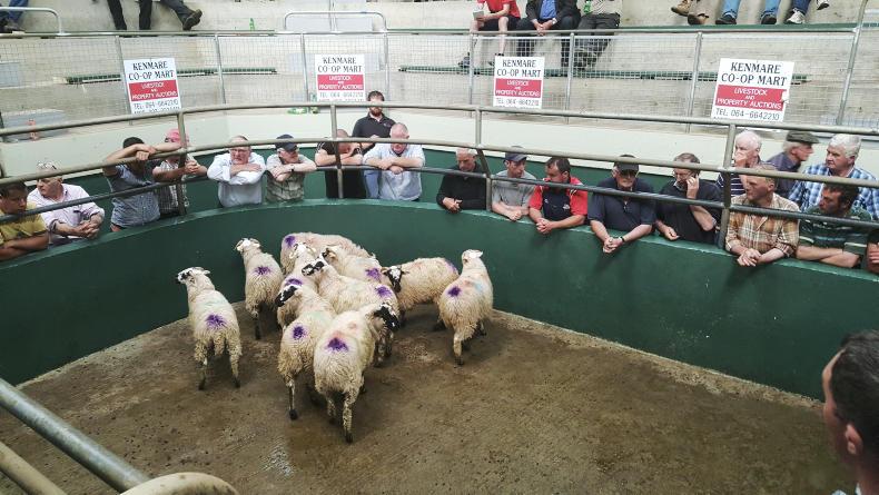 Sheep prices: store lambs start brightly in Kenmare Mart