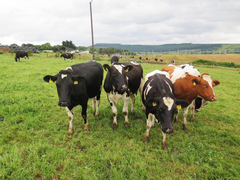 Dairy management: what to do with cash surpluses 