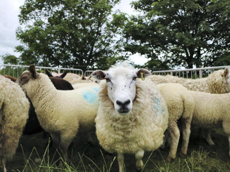 Breeding tups that can tough it out