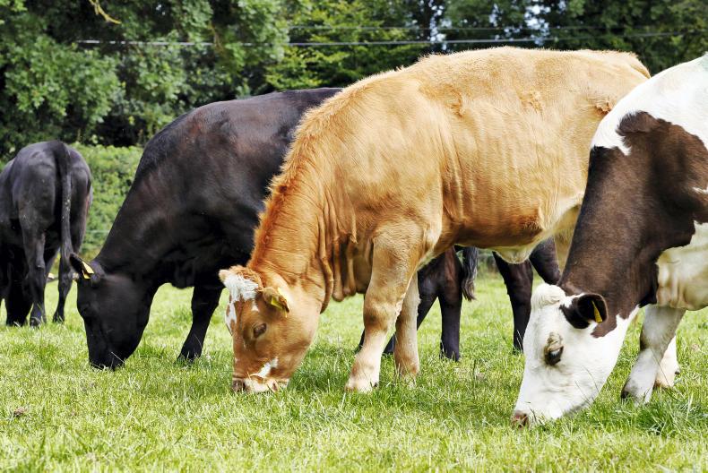 Photos and video: what to see on the walk at Tullamore Farm today