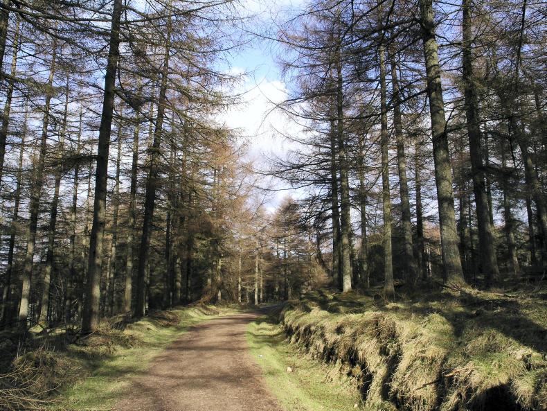 The advantages of letting your forest mature